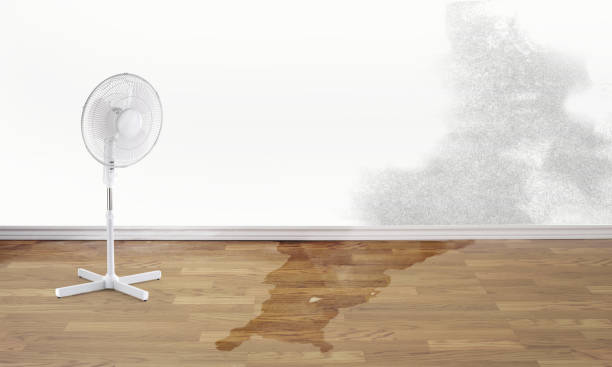 Best Professional water damage repair  in Vandalia, IL